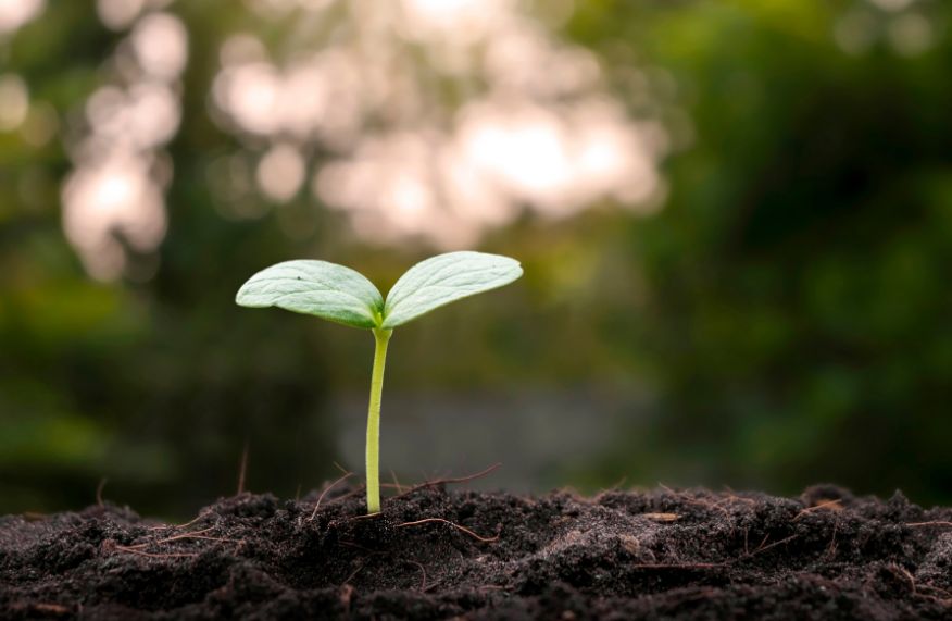 Seedling