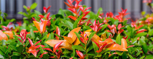 Lillypilly