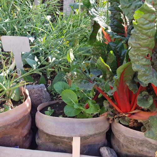 Best vegies to grow in pots ABC Gardening Australia magazine