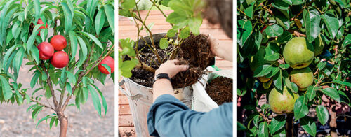 Potted orchard