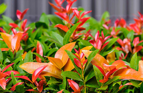 Lillypilly hedge