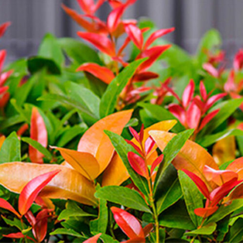 Lillypilly hedge