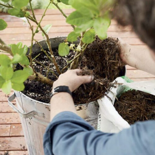 Potted orchard