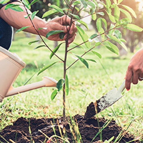 Choosing the right tree