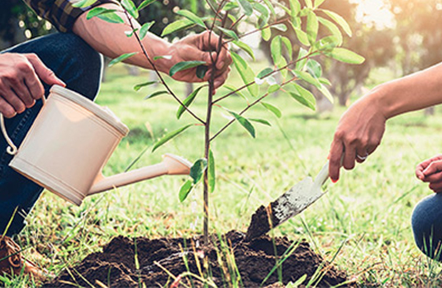 Choosing the right tree