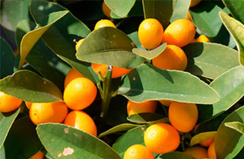 Cumquats