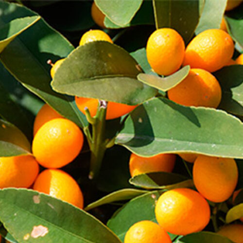Cumquats