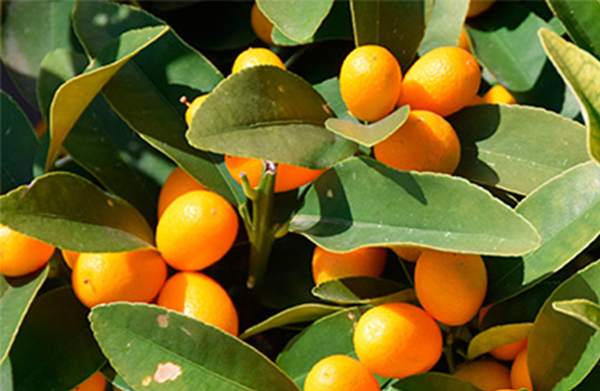 Cumquats