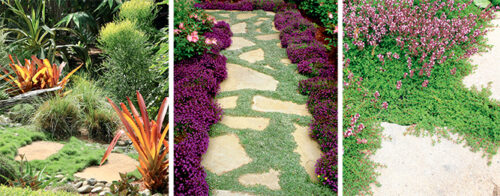 Plants steppers