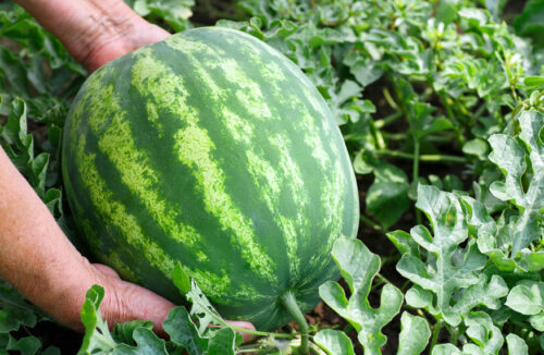 Watermelon