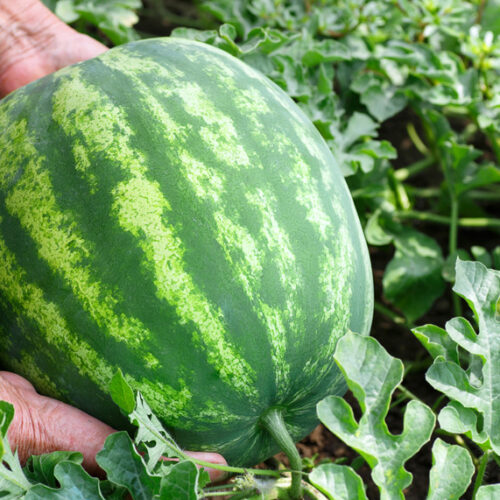 Growing watermelon Watermelon