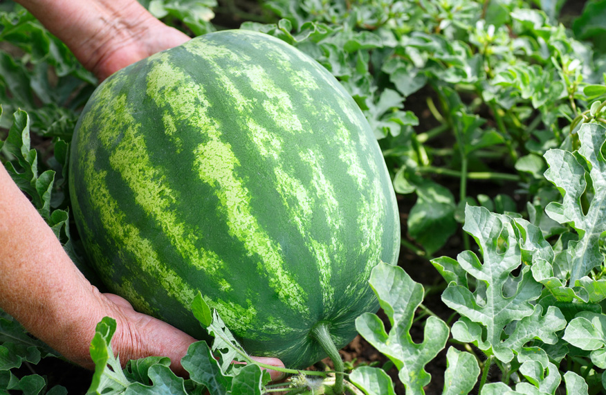 Watermelon