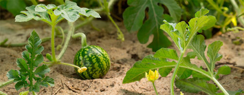 Grow watermelon