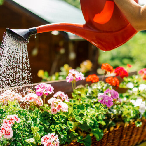 Watering flowers