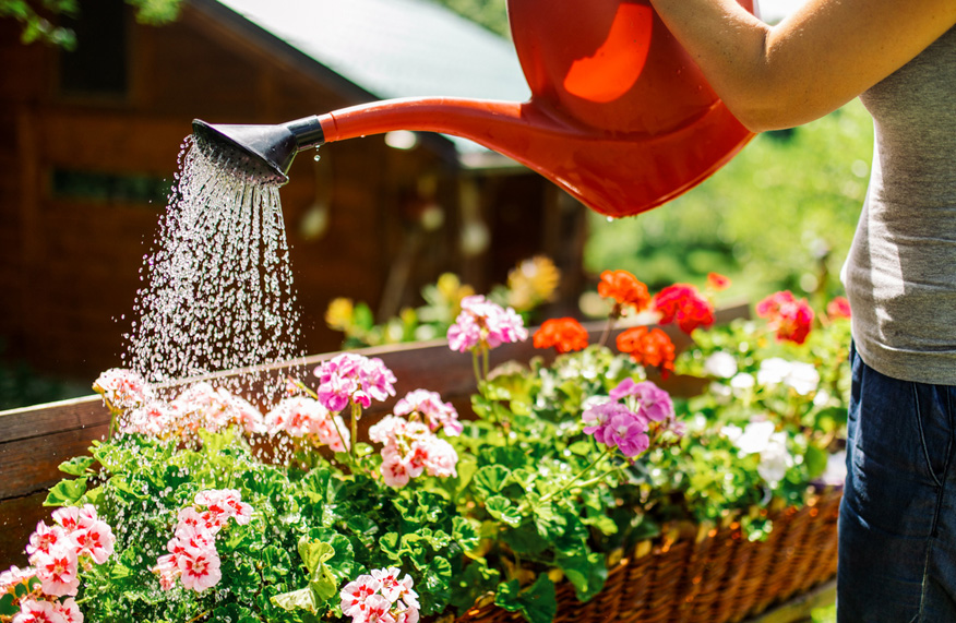 Watering flowers