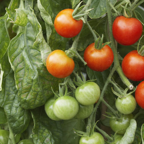 Maintain established tomato vines Tomato vine