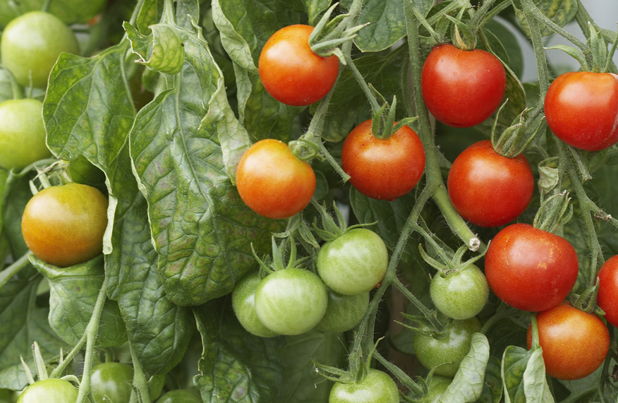 Tomato vine