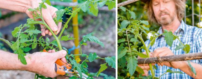tomatoes