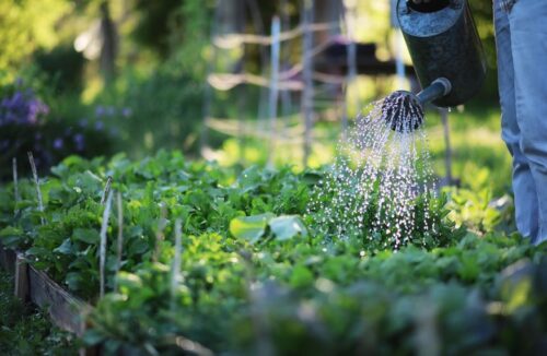 Summer gardening in heat