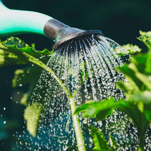 Gardening in summer Watering garden