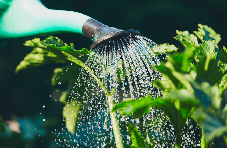 Watering garden