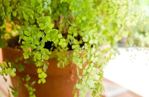 maidenhair fern