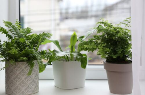maidenhair fern