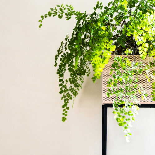 Grow the perfect maidenhair fern Maidenhair fern
