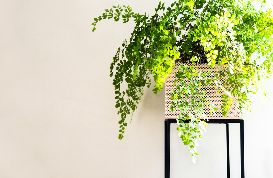 Maidenhair fern