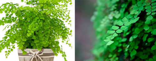 Maidenhair ferns