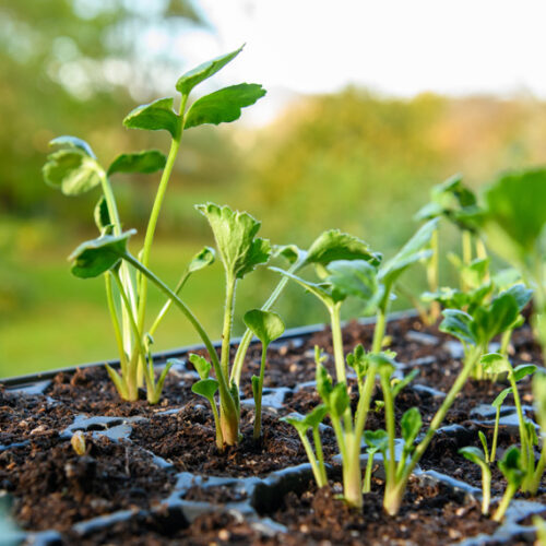 Success with seedlings Seedlings