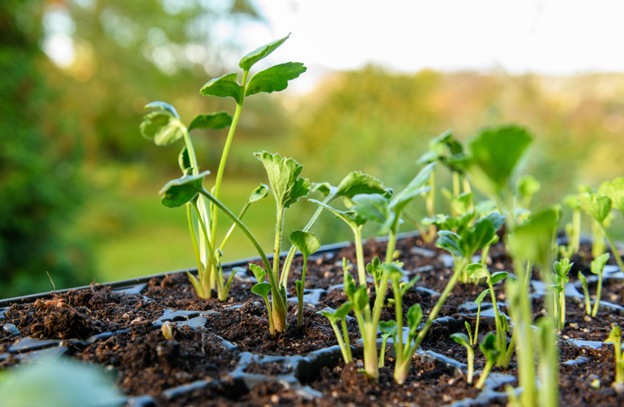 Seedlings