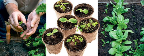 Seedling success