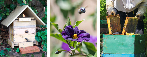 Beekeeping basics