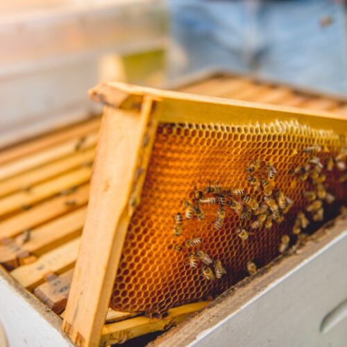 Beekeeping basics Beekeeping