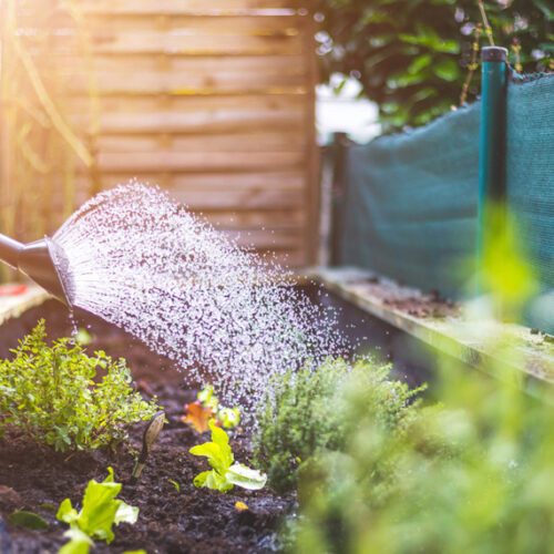 Hone your watering technique Watering garden