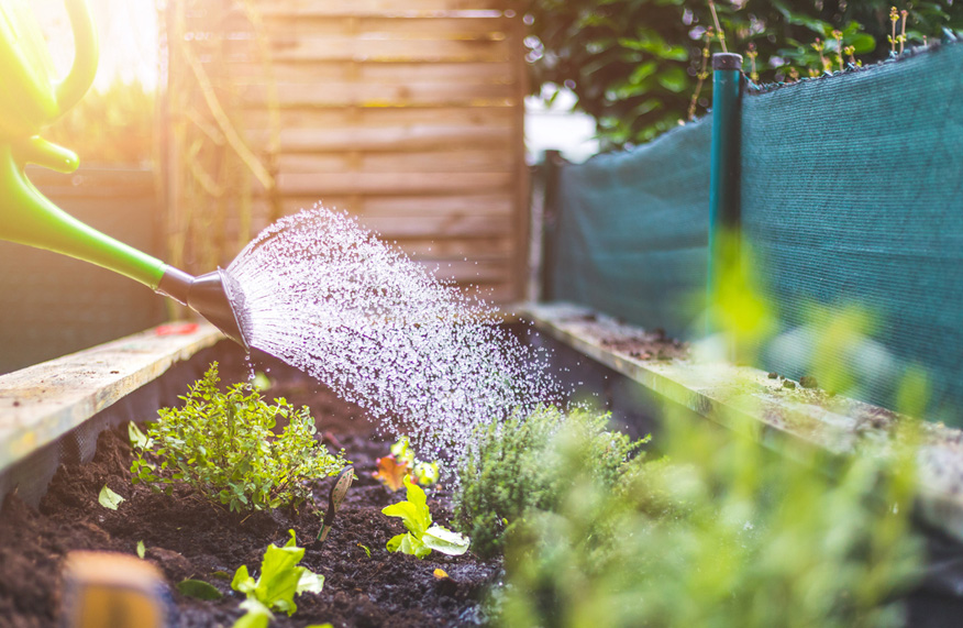Watering garden