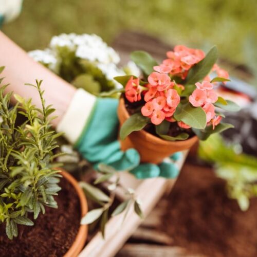 Plant rescue Pot plant
