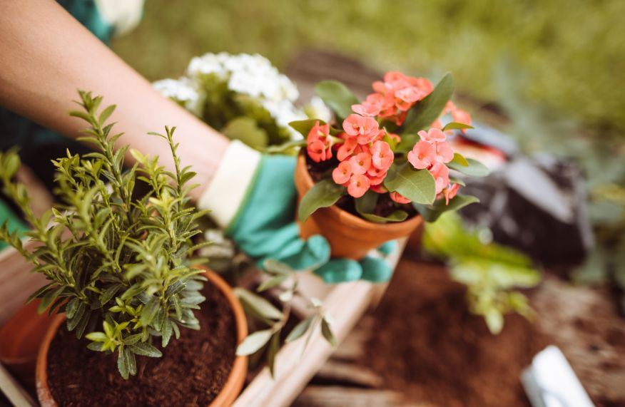 Pot plant