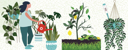 Plant Rescue