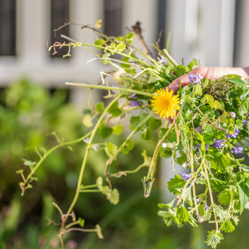 10 easy ways to minimise weeds Weeds