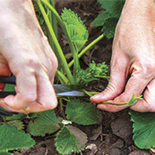 Autumn jobs in the patch Jobs for autumn