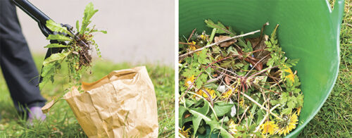 10 easy ways to minimise weeds