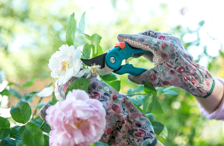 Pruning