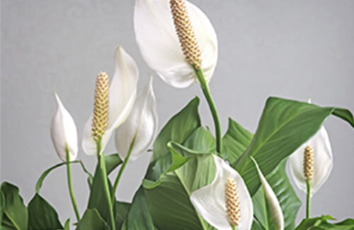 Peace lily