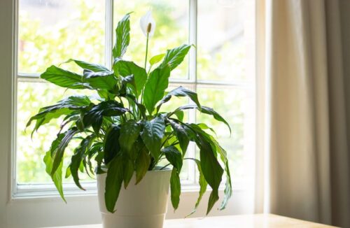 Peace lily problems