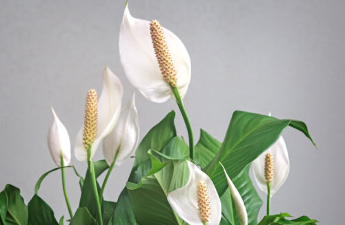 Peace lily