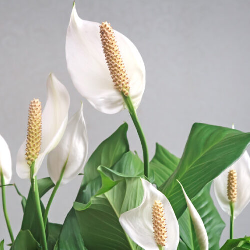 What’s wrong with my peace lily? Peace lily