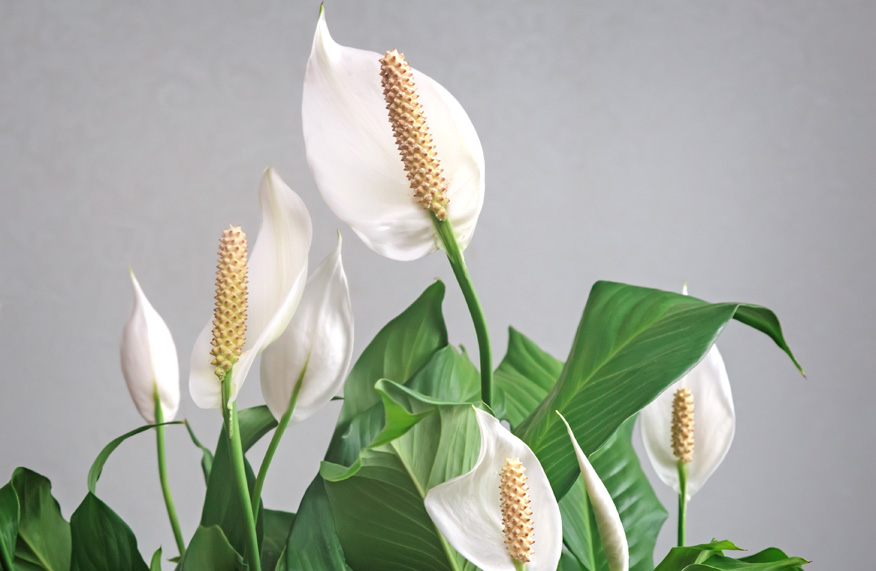 Peace lily
