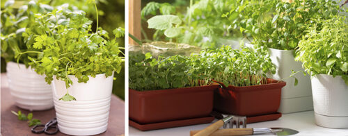 Herbs to grow now - June